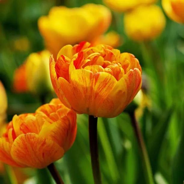 Sunlover Tulip Bulbs (Tulipa Sunlover)